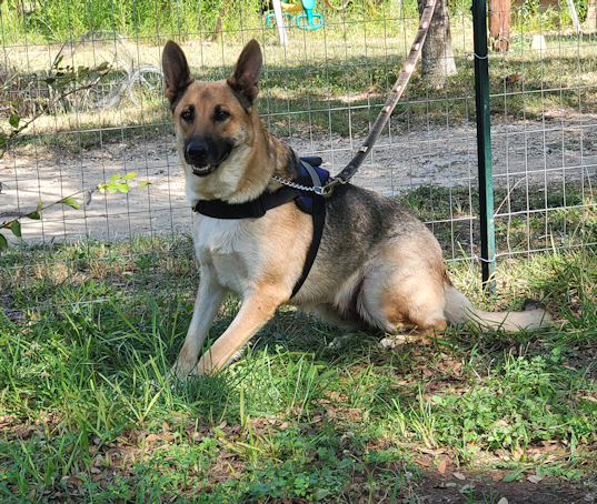 Johanna (Dam) - Wolfgang German Shepherds