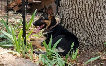 German Shepherd Puppy