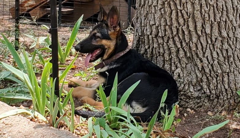 German Shepherd Puppy